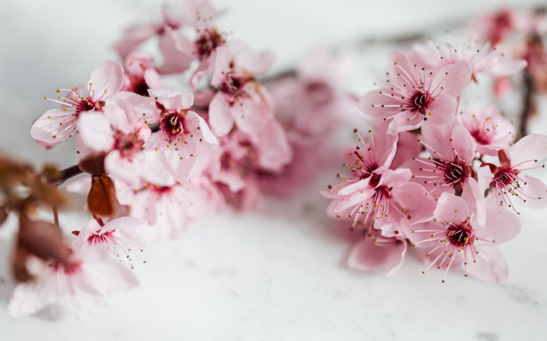 Fiori di Bach: cosa sono e come si usano